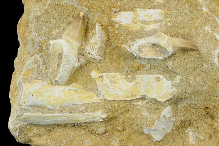 Fossil Mosasaur (Halisaurus) Jaw Section - Morocco #113837